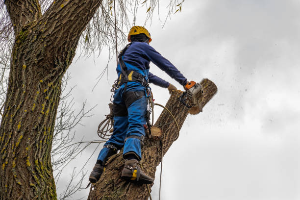 Best Arborist Consultation Services  in Trenton, OH