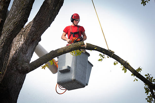 Best Tree Trimming and Pruning  in Trenton, OH